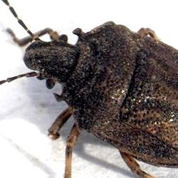 Podops inunctus